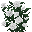 Rose Blanche