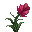 Pivoine