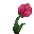 Pivoine
