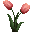 Tulipe