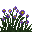 Aconit