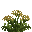 Alchémille
