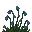 Centaurée