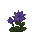 Ancolie