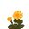 Arnica