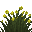 Belladone Jaune