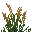 Bifrenaria Aureofulva