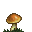 Girolle