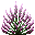 Bruyère