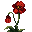 Coquelicot