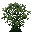 Coriandre