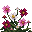 Cosmos Bipenné