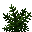 Dryoptère