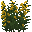 Gaillet Jaune