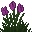 Hedera