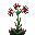 Joubarbe