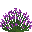 Lavande Rose