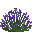 Lavande