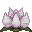 Lotus Blanc