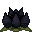 Lotus Noir