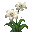Lys