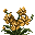 Lysolia