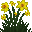 Millepertuis