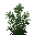 Origan