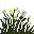 Pâquerette