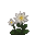 Pavot Blanc