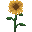 Petit Tournesol
