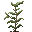 Ravinzara