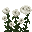 Rose Blanche