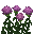 Scabieuse