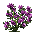 Spiréa