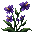 Violettes